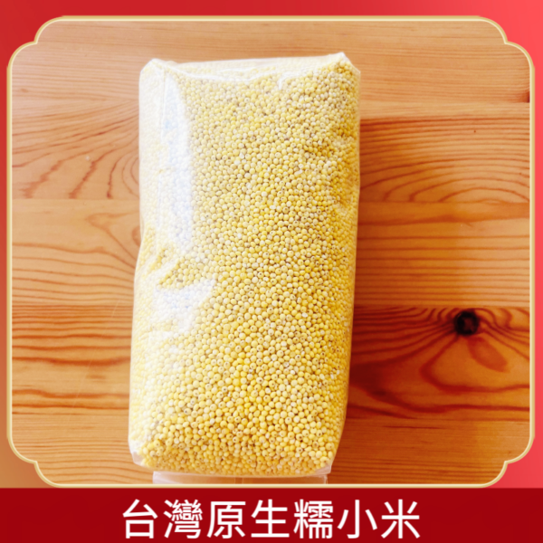 台灣原生糯小米