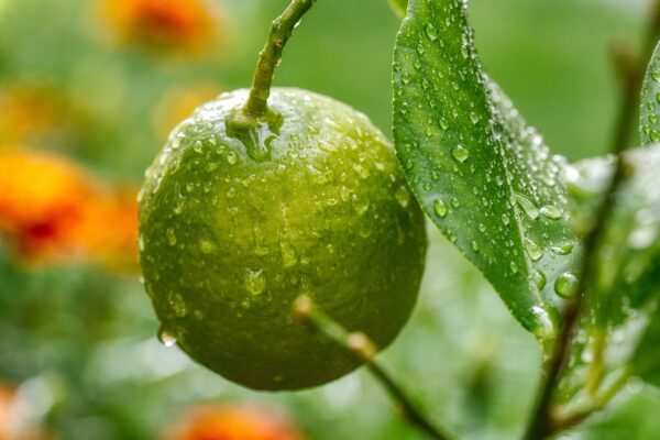 屏東有機檸檬（有籽）🍋